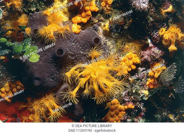 Zoology - Cnidaria - Anthozoa - Yellow cluster anemone (Parazoanthus axinellae) underwater