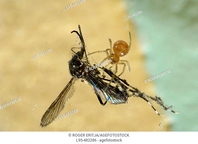 Spider devouring a female mosquito (Aedes albopictus)