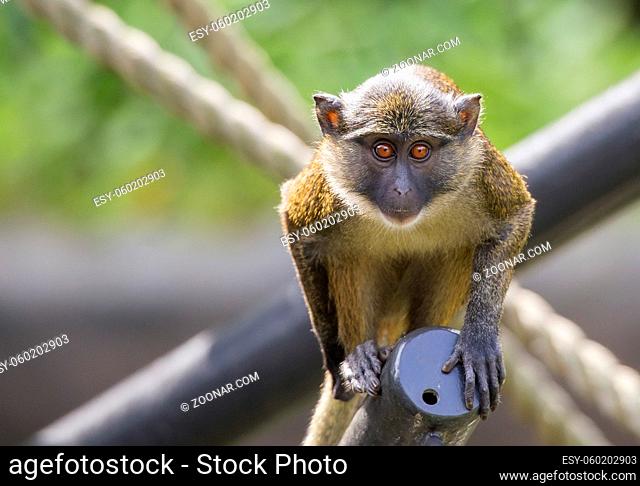 A single Mona Monkey (Cercopithecus mona) stares while perched on a jungle gym