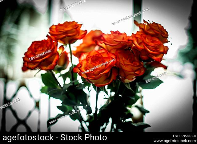 Gorgeous bouquet composed of red and yellow roses, on a blurry kitchen background