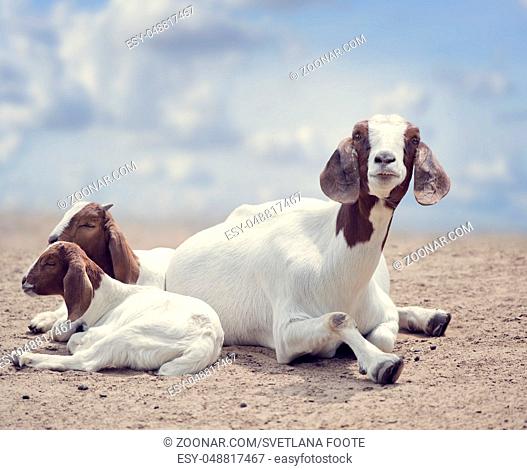 Boer goats mother and babies resting