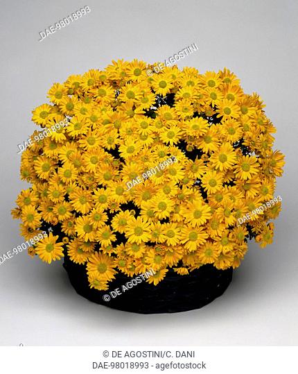 Korean chrysanthemum (Chrysanthemum coreanum Cristobal), Asteraceae