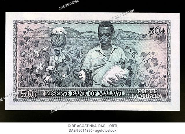 50 tambala banknote, 1964, reverse depicting cotton pickers. Malawi, 20th century