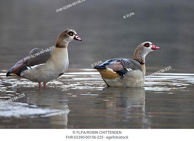 Egyptian Goose Alopochen aegyptiacus introduced species, adult pair, at edge of water, Whitlingham, The Broads, Norfolk, England, january