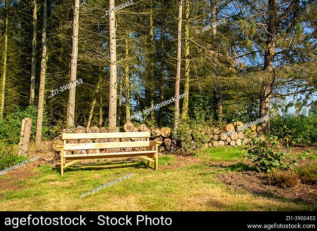 wooden oak bench and forest with logs