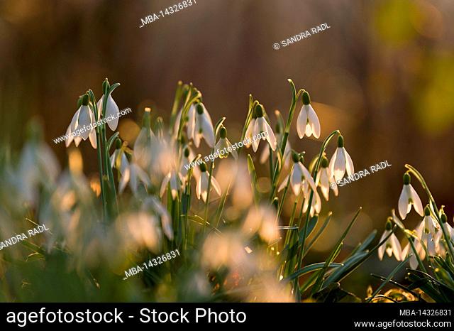 Snowdrop (Galanthus nivalis), flowers shine in the evening light