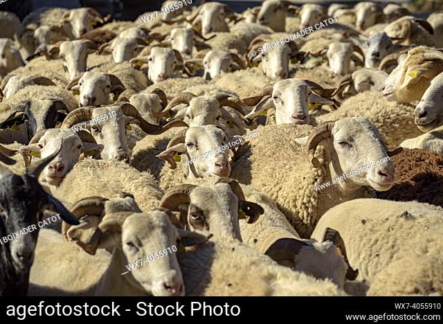 Flock of sheep crossing the town of Salardú (Aran Valley, Catalonia, Spain, Pyrenees)