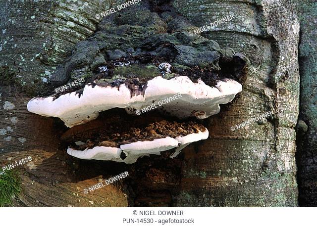 Close-up of a large grey fire bracket fungus Phellinus igniarius growing on a tree trunk in the New Forest, Hampshire It is a parasite causing white heart rot...