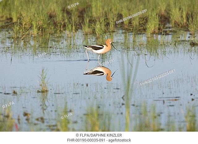 American Avocet (Recurvirostra americana) adult, breeding plumage, wading in shallow water with reflection, North Dakota, U.S.A., June