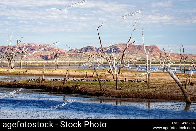 Dead trees at the swamp of Lake Argyle with a group of magpie goose and mountains in the background at the outback in Australia ? wallpaper