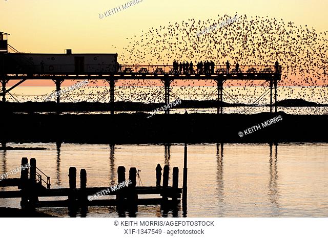 starlings roosting at sunset over Aberystwyth pier, Cardigan Bay west wales UK