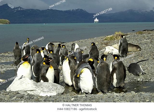 South Georgia, Island group, south Atlantic, Grytviken, penguin, king penguin, Aptenodytes Patagonicus, penguins, coas