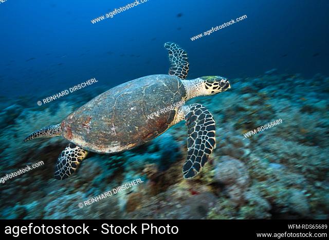 Hawksbill Sea Turtle, Eretmochelys imbricata, Sanganeb, Red Sea, Sudan