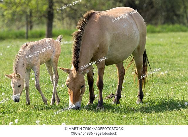 Przewalskis Horse or Takhi (Equus ferus przewalskii) in the wildlife center of the Hortobagy National Park. Mare with foal