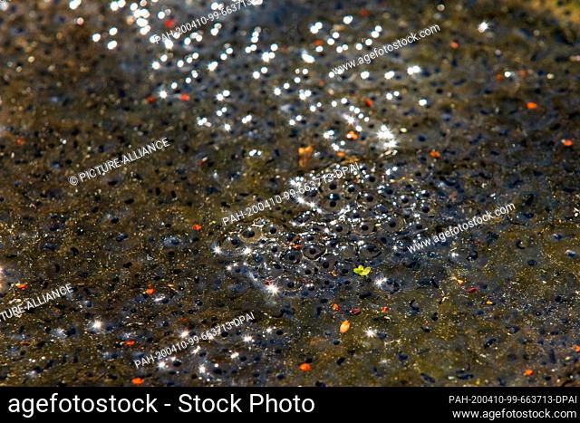 08 April 2020, Saxony, Polenz: In the secluded pond by the forest pool, frogspawn at the surface. The frogs use the hidden and quiet water to lay their eggs