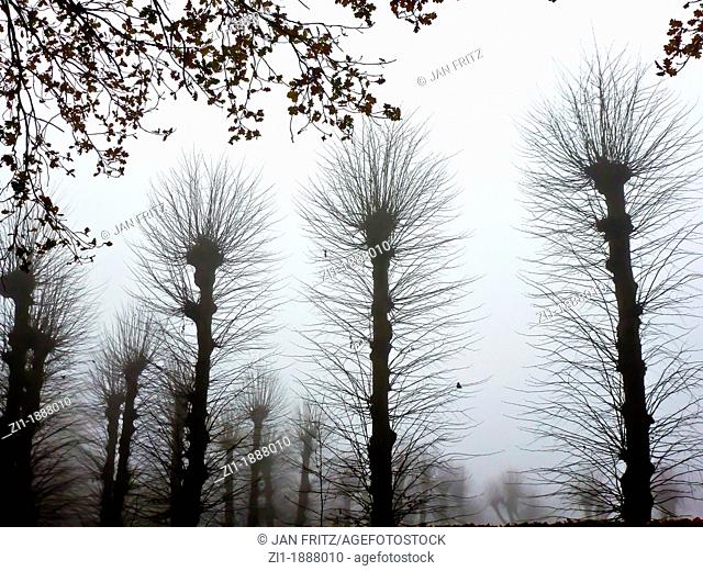 silhouettes of willows in wintertime, the Netherlands