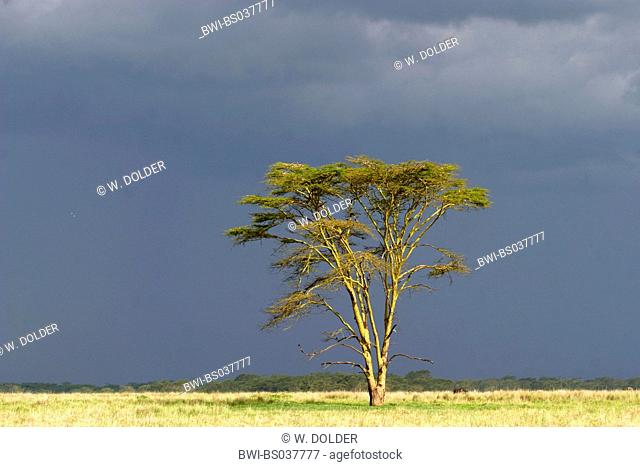 acacia (Acacia xanthophloea), single tree in front of thunderclouds, Kenya, Nakuru NP
