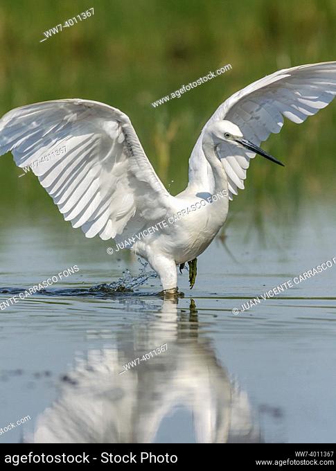 Little Egret, egretta garzetta, running with open wings