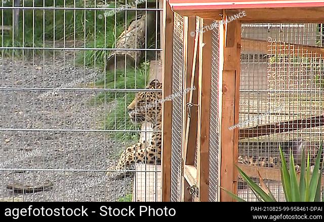 25 August 2021, Saxony-Anhalt, Nebra: A leopard lies in its enclosure. A 36-year-old woman was bitten and seriously injured by a leopard while taking pictures...