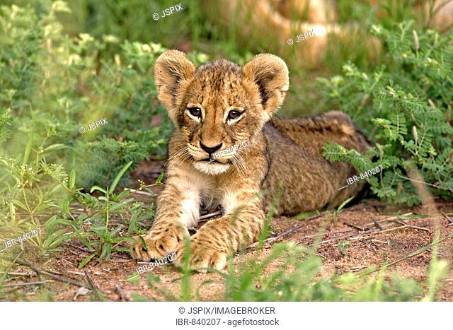 Lion (Panther leo), cub, Sabi Sand Game Reserve, South Africa
