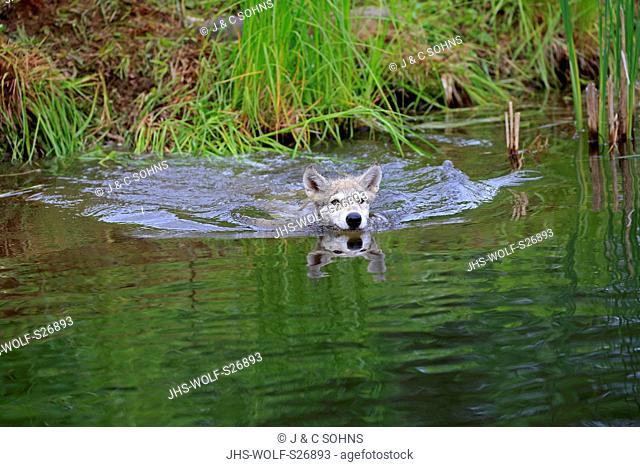 Gray Wolf, (Canis lupus), young swimming in water, Pine County, Minnesota, USA, North America