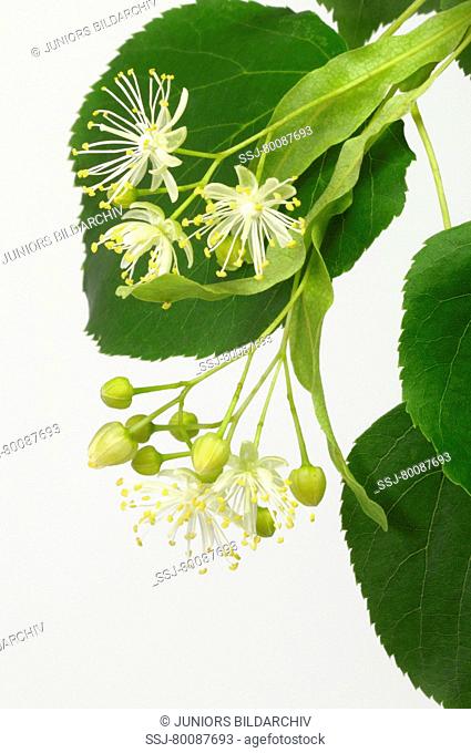 DEU, 2008: Little-leaved Lime (Tilia cordata), flowers, studio picture