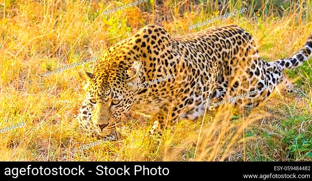 Close up of an African Leopard, Camouflaged wild cat walking in the grass in a South African Game Reserve