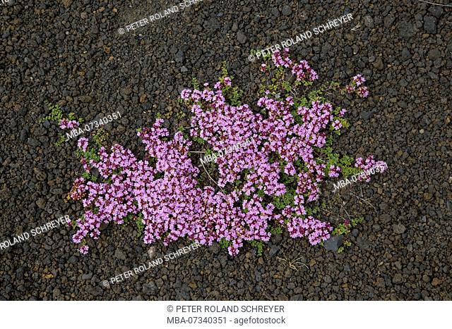 Iceland, Arctic Thyme, Thymus praecox ssp. arcticus