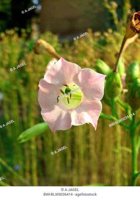 Cultivated Tobacco, Common Tobacco, Tobacco Nicotiana tabacum, single flower