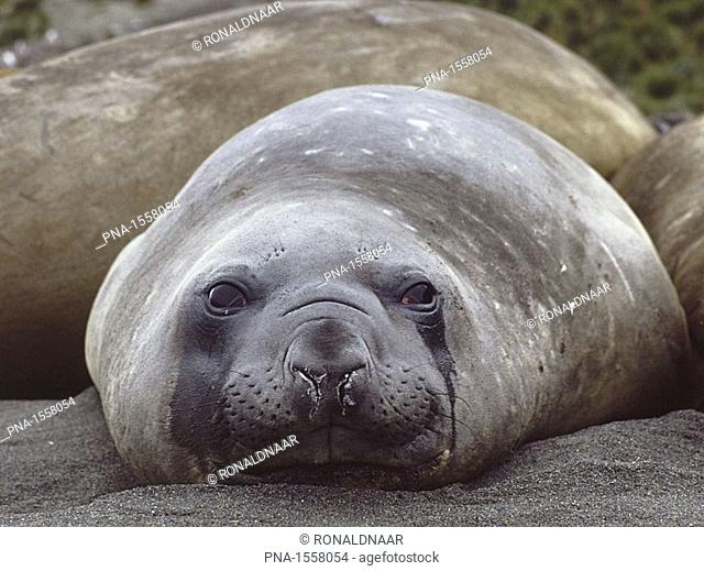 Southern Elephant Seal on South Georgia, Subantarctic region