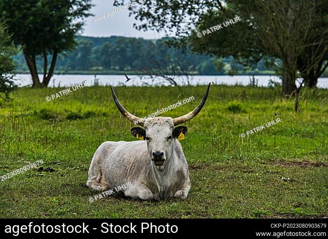 Hungarian grey cattle help to graze the grass in the Kosteliska bird park near Dubnany, Hodonin region, Czech Republic, August 9, 2023