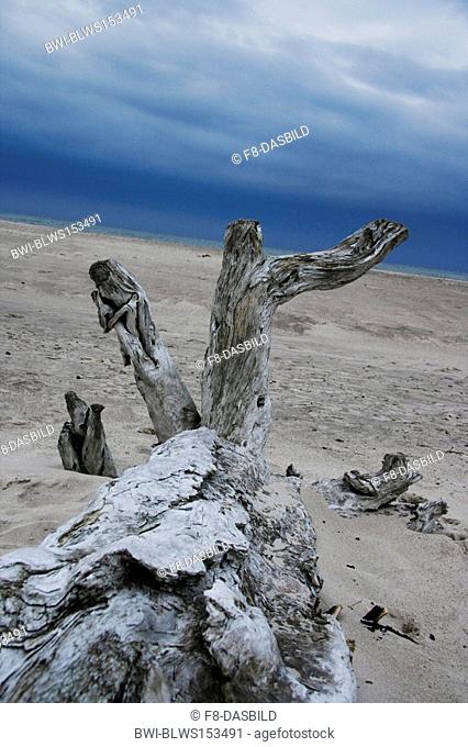 dead wood at the beach of Stolpmuende, Poland, Pomerania, Cassubia, Ustka