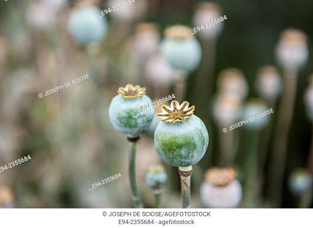 Seed heads of poppy flowers in a garden