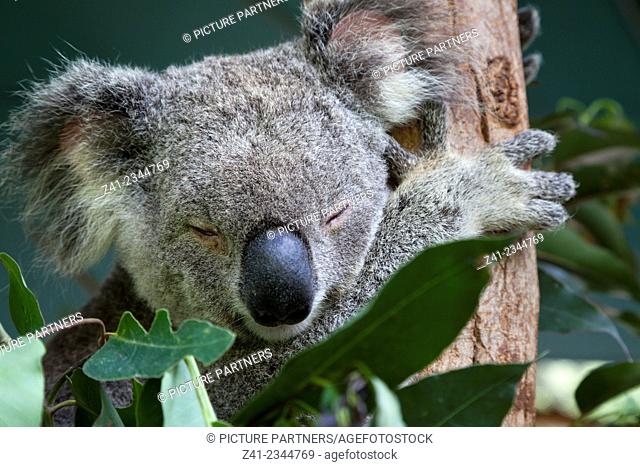 Koala sleeping in eucalyptus tree, Queensland, Australia