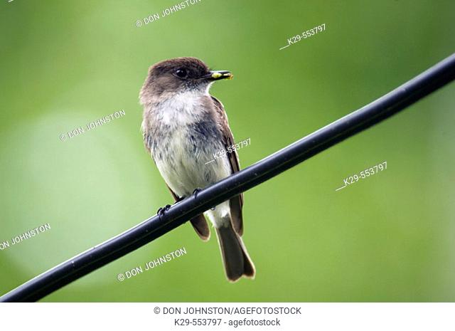 Eastern Phoebe (Sayornis phoebe). Adult with prey on wire near nest. Wanup, Ontario