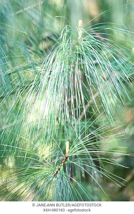 Pinus Wallichiania Blue Hued Bhutan Pine Tree Cones