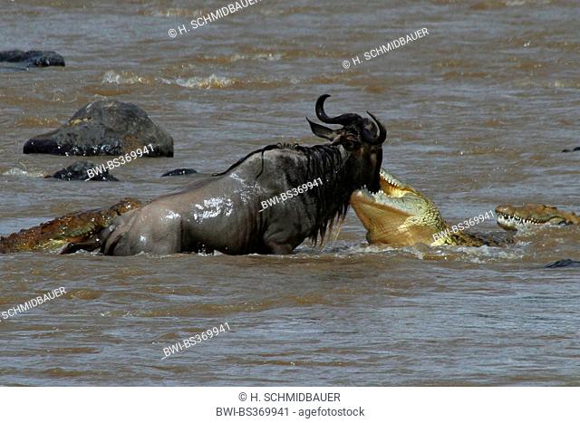 Nile crocodile (Crocodylus niloticus), crocodiles attacking wildebeest, Mara River, Kenya, Masai Mara National Park