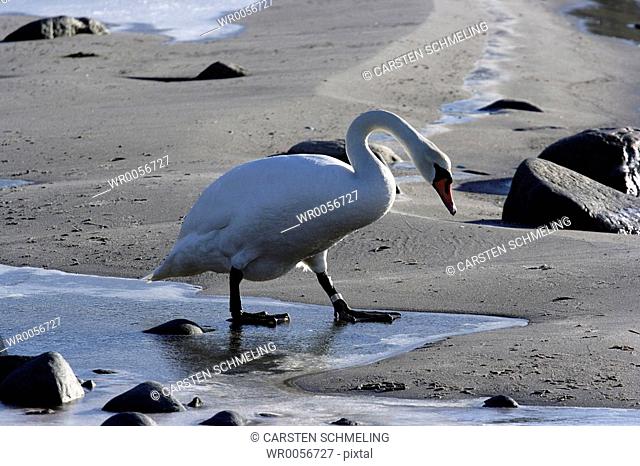 Curious swan