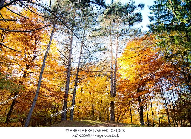 Italy, Trentino region, colors of autumn