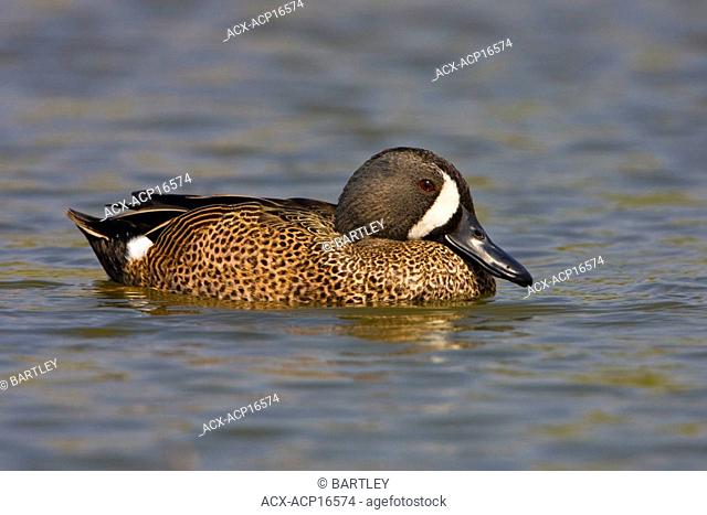 Blue-winged Teal Anas discors swimming at Estero Llano Grande State Park in Texas, USA