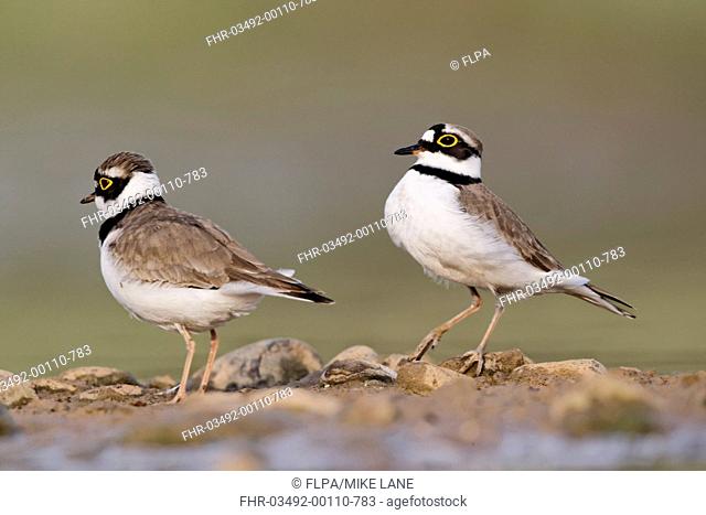 Little Ringed Plover Charadrius dubius adult pair, summer plumage, displaying, Midlands, England, april