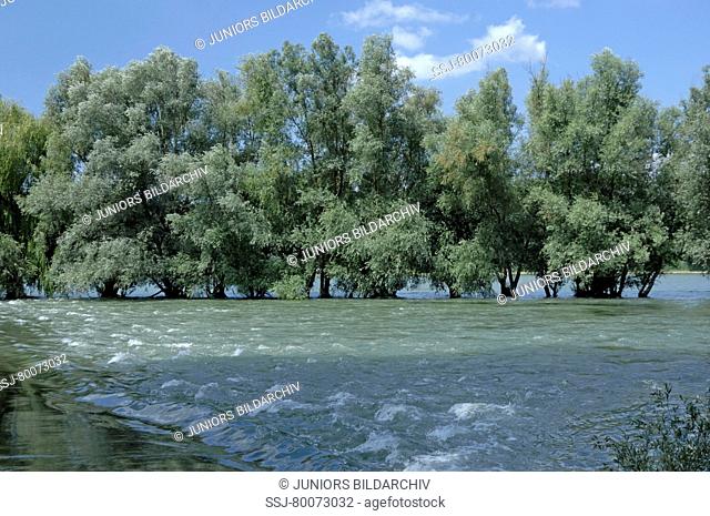 DEU, 2008: White Willow (Salix alba), trees in summer