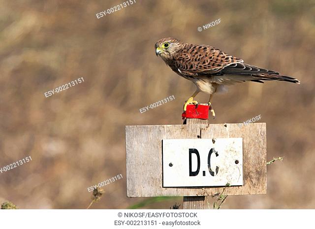 Kestrel Falco tinnunculus perching, Athens, Greece