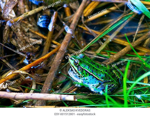 green frog in the pond