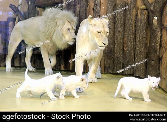 03 January 2020, Saxony-Anhalt, Magdeburg: Three white baby lions play in front of their mother ""Kiara"" and lion father ""Madiba"" (l) at the zoo in Magdeburg