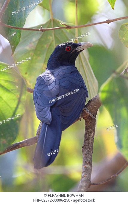 Asian Koel Eudynamys scolopacea adult male, perched in tree, Gujarat, India, november