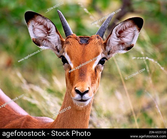 Junges Impalamännchen im Mapungubwe-Nationalpark, Schwarzfersenantilope, Südafrika, young Impala, South Africa, Aepyceros melampus