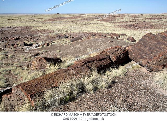 USA, Arizona, Petrified Forest National Park, Long Logs Trail, petrified logs from the late Triassic period, 225 million years ago