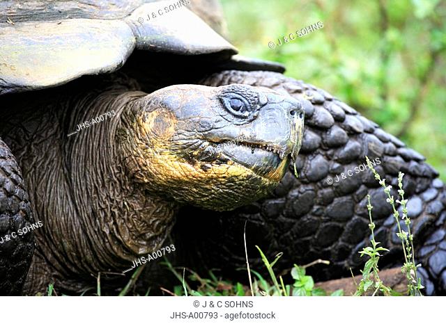 Galapagos Tortoise, Giant Tortoise, Geochelone nigra, Galapagos Islands, Ecuador, adult, Portrait