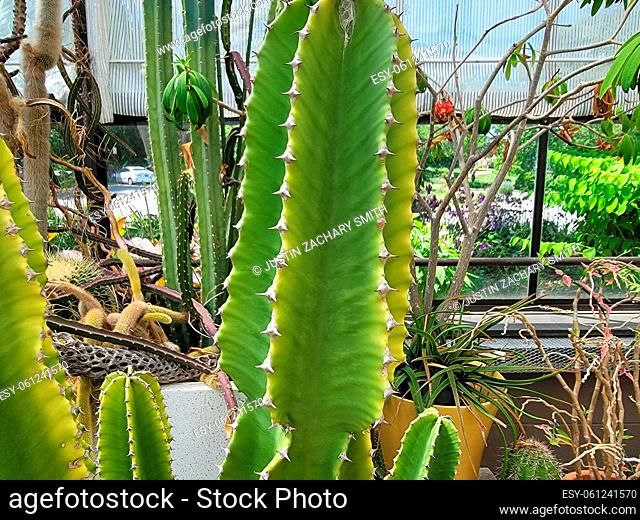 green cactus plants with sharp spikes or thorns in greenhouse